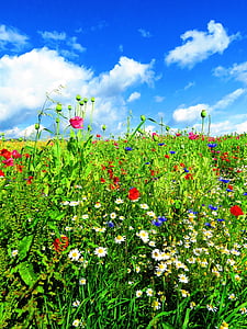 bed of petaled flowers thumbnail