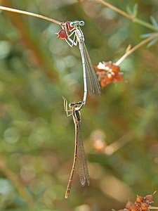 Dragonflies Mating, Dragonflies thumbnail
