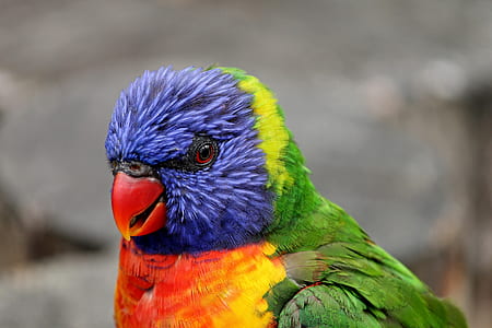 shallow focus photography of blue, green, and orange bird thumbnail