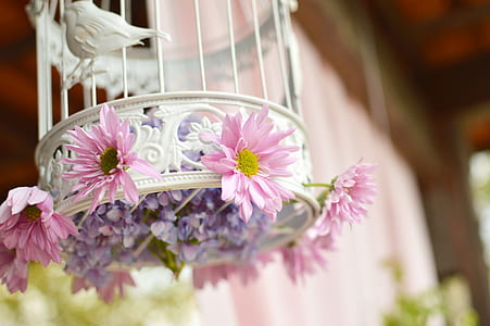 flowers, birdcage, decoration thumbnail