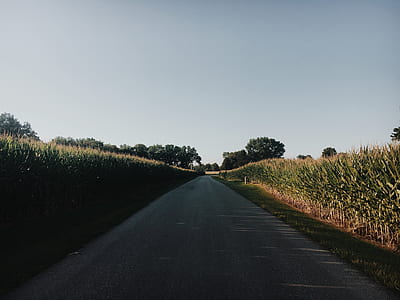 road between corn field thumbnail