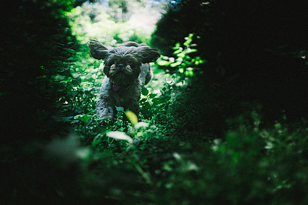 brown shih tzu running on green grass during daytime thumbnail