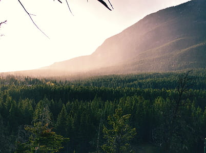 Aerial Photography of Forest Trees Near Mountain during Daytime thumbnail