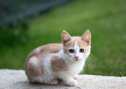 white and tan fut cat thumbnail