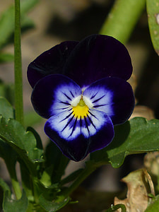 close up photography of black and blue flower thumbnail