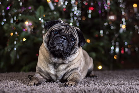fawn pug lying on brown fleece area rug thumbnail
