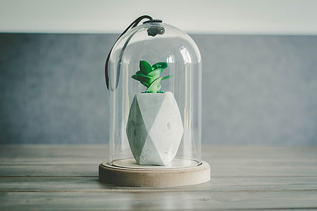 green plant in glass container thumbnail