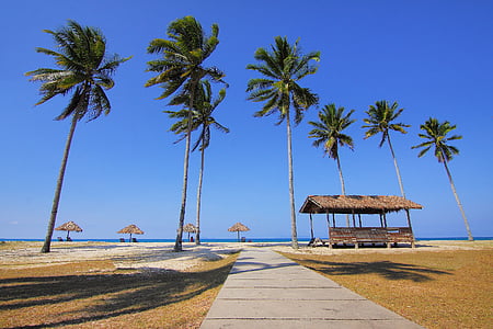 brown wooden cottage surrounded with coconut palm trees near sea thumbnail