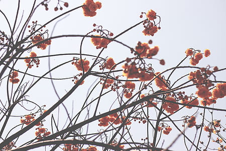 red flowers thumbnail
