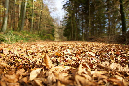 selective focus photography of leaf surrounded with trees at daytime thumbnail