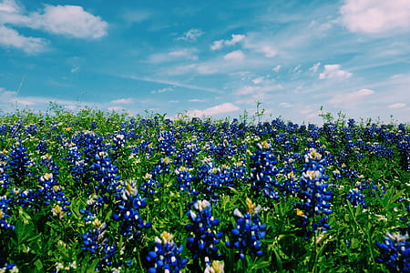 blue flower fields under blue sky photography thumbnail