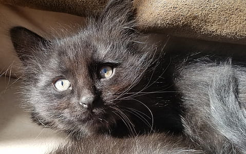 black cat thumbnail