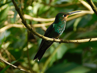 selective focus photography of hummingbird perch on tree thumbnail
