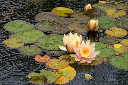 Water lily flowers in a lily pad flowing in a koi pond at Deep Cut Gardens in Middletown, NJ. thumbnail