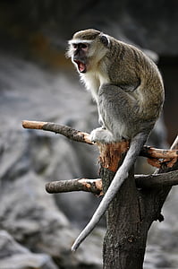 brown monkey thumbnail