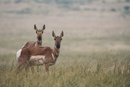 Two Deers on Green Grass Field thumbnail