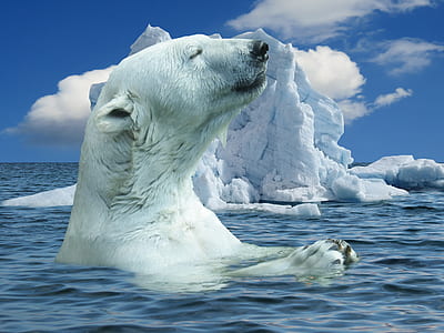 polar bear in body of water near iceberg during daytime thumbnail