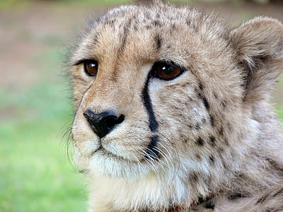 brown Cheetah thumbnail