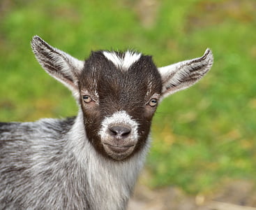 closed up photo of gray goat thumbnail