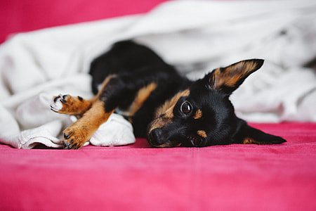 A cute puppy in a pink bed thumbnail