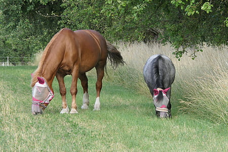 two horses eating grass thumbnail