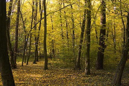 view of trees in forest during daytime thumbnail