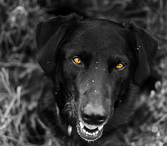 adult black Labrador retriever thumbnail