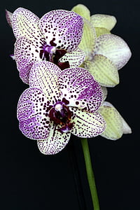 purple and yellow orchids thumbnail