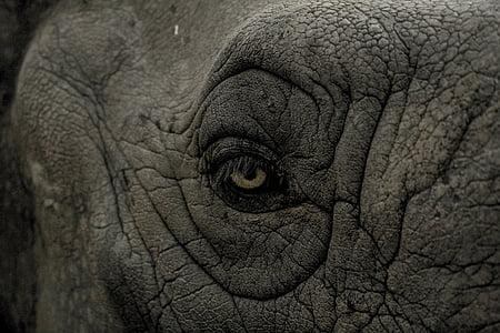 elephant eye thumbnail