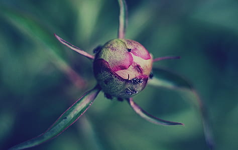 flower, plant, green, bud thumbnail
