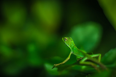 selective focus photography of green lizard thumbnail