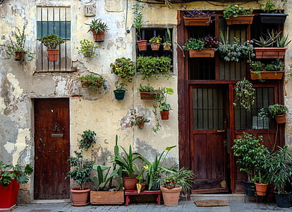 assorted plants hanging on wall thumbnail