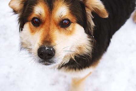 Selective Focus Photo of Black and Tan Dog over Snow Ground thumbnail