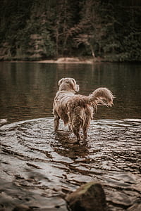 long-coated tan dog on body of water near green leaf tree at daytime thumbnail