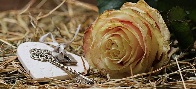 yellow rose flower beside silver-colored skeleton key and silver-colored padlock on withered grasses thumbnail
