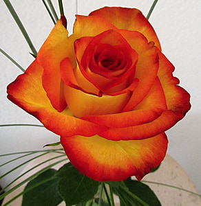 orange and red flower illustration thumbnail