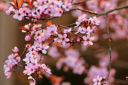 pink flowers in bokeh photography thumbnail
