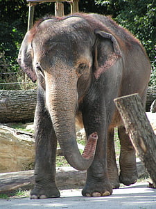 shallow focus photography of gray elephant thumbnail
