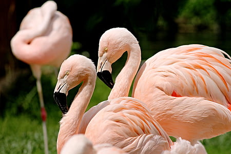three pink flamingos selective photography during daytime thumbnail