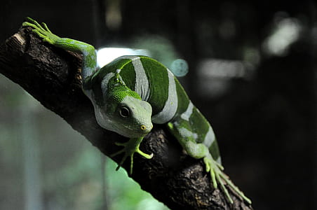 green and white striped lizard on tree branch thumbnail