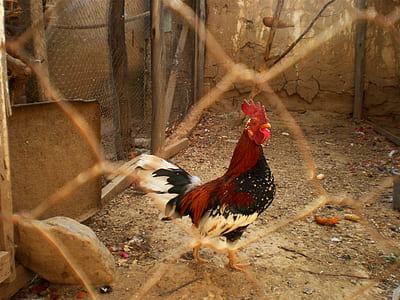 red, black, and white rooster in cage at daytime thumbnail