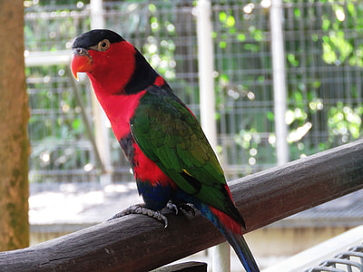 red and green bird perched on wooden rod thumbnail