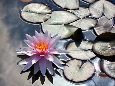 pink water lily thumbnail