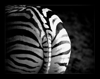 photo of zebra thumbnail
