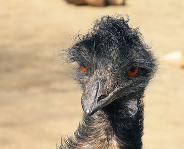 shallow focus photography of casowary bird thumbnail