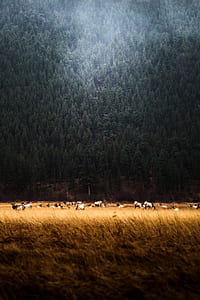 group of goats near trees thumbnail