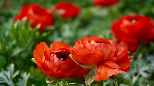 flowers, garden, petals, leaves thumbnail