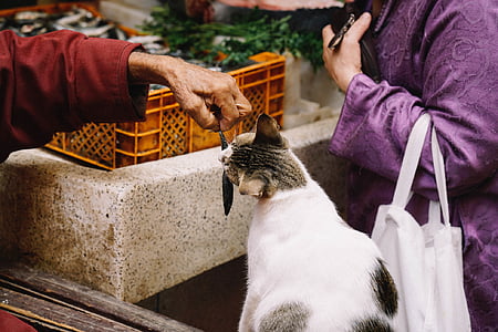 person feeding cat during daytime thumbnail