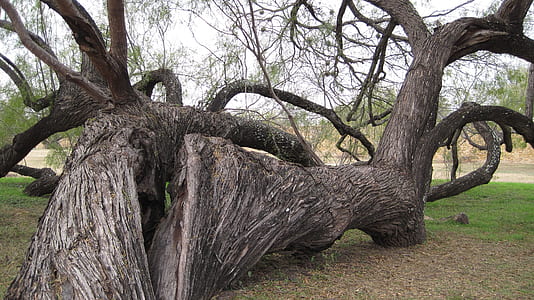 photo of brown tree thumbnail