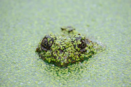 shallow focus photography of frog in water thumbnail